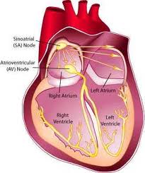 Anatomy of the heart